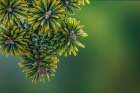 USA, Washington State, Seabeck. Close-up of Korean firs with pollen cones. Art Print